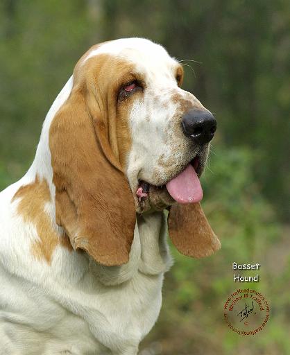 Basset Hound 9P013D-14.JPG
